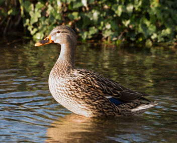 Duck. - Kostenloses image #468665